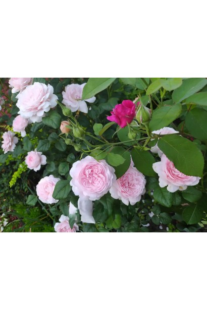 Троянда англійська Королева Швеції у ландшафтному дизайні